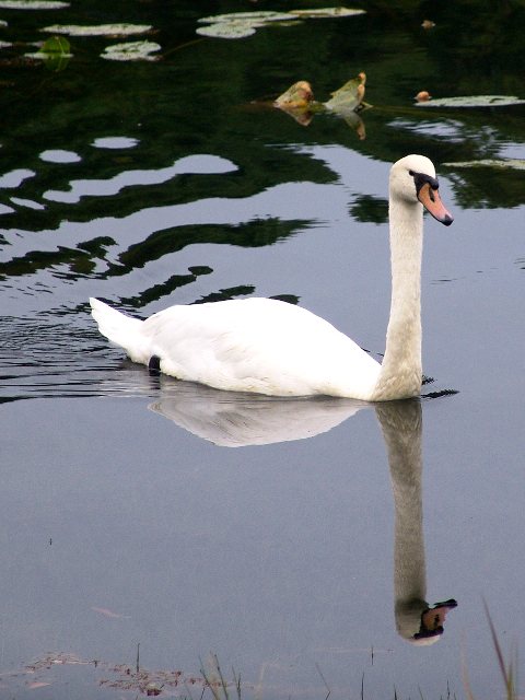 Mute Swan